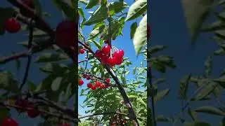 собираем черешню 