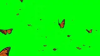 Green screen effects butterflies effect |  butterfly effect| butterflies green screen effect 2