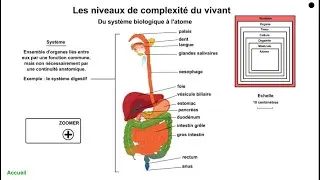 Niveaux de complexité du vivant