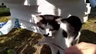 Malush my cat