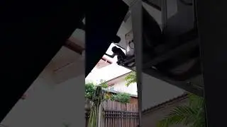 Nag hahanap ng food ung mga unggoy #shortvideo