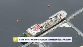 Preocupante masiva mortalidad de salmones en Caleta Porcelana