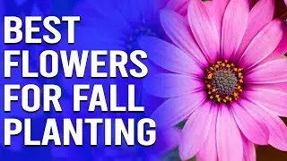 Best Flowers for Fall Planting - The Best Ones (Our Top-Rated Picks)