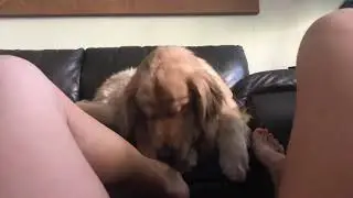 #Cute Dogs.#Love Dogs ❤️❤️❤️..,,,,,