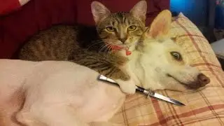 Топ подборка смешных животных.Тест на психику,попробуй не засмеяться.funny animals,try not to laugh