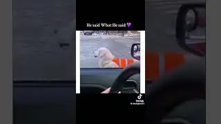 i wish my Chihuahua would do this