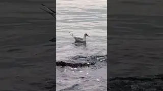 Relaxing Sea Sounds, Sounds of Seagulls
