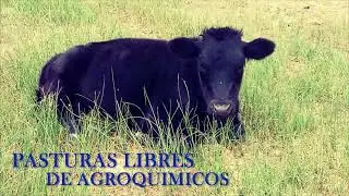 Wagyu Patagonia