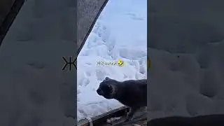 коты