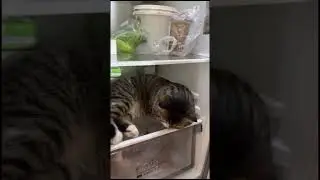 кот, коротко о погоде в Москве🤣