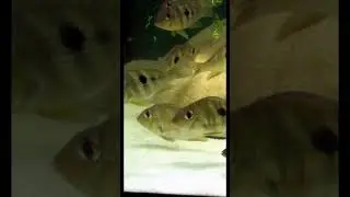 Геофагус