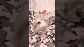 Rabbit playing with a toy 🐰😆 