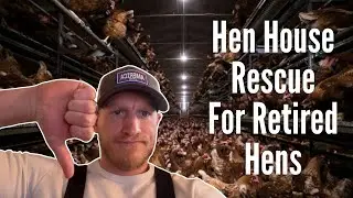 Giving Hens A Good "Retirement" Home