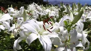 Flowers in Paradise