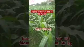 Mantap Jagung Berbiosaka Irit Pukim##biosaka #shorts