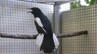 SUARA BURUNG : Aksi Kacer Wiper Milik Mr Sunarto Jogja