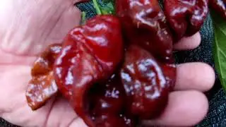 JAFSH. Сорт острого перца