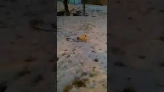 Очень дикая!