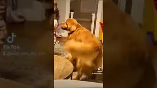 ting ting tang tang ting cute pets