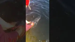 Берегите рыбу! #a10_ptz #лодка #юмор #boat #fishing #golfstream #рыбалка #триера #озеро