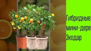 Гибридные мини деревья, фрукты круглый год