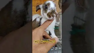 METU METUO METU #rabbit #diy