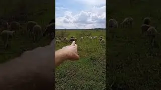 Катумские овцы после отбивки. 02.08.2024г.