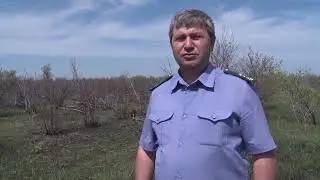 Брошенный сад в Ростовской области