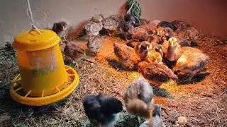 Цыплятам Билефельдер две недели. Полёт нормальный!