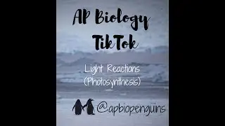 AP Bio TikTok: Light Reaction