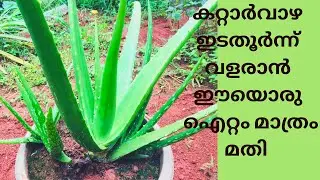 കറ്റാർവാഴ തഴച്ചു വളരാൻ ഞാൻ ചെയുന്നത് ഇതൊക്കെയാണ്  ||Fertiliser for aloe vera’s fastest growth