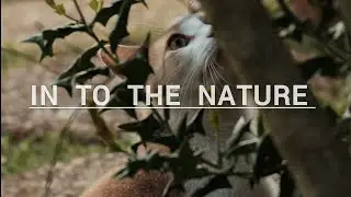Into the nature | Cinematic video edit |