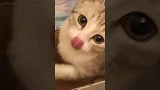 Ищем порицание