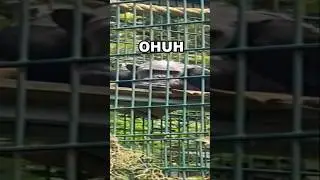 Shocking Monkey Nightmare Revealed #gorillatag #funny