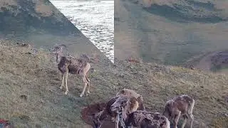 Тем временем у Аргали (алтайских горных баранов) начался брачный период!