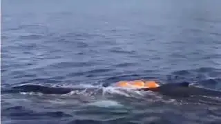 Кит плачет