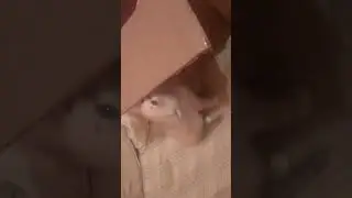 minha irmã ganhou um gatinho