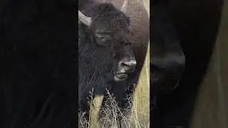 Bison close up #shorts #wildlife #nature