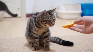 When the cats smell the smell of oranges~🐱猫たちVSみかん🤣| SD猫の夢島💗
