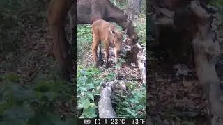 ЛЕСНАЯ СЕМЬЯ