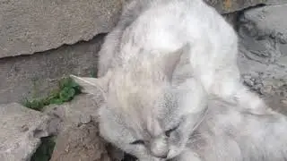 Котик лижет яйца
