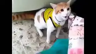 Футбольный котофан