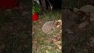 🦔ËЖИК КУШАЕТ КОТЛЕТЫ 🌮🧆🥰