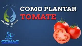 Como plantar tomate