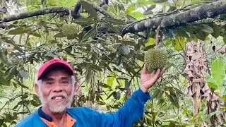 Native Durian #youtube #farming #durian #davaodeoro #philippines