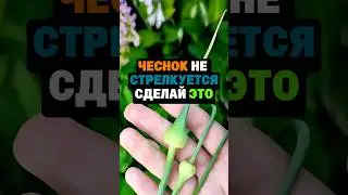 Чеснок не стрелкуется из за этого 