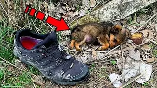 The guy found a dying puppy in his shoe. Something terrible happened to him!