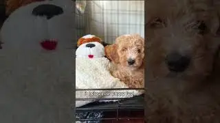 How to Get Puppy to Sleep in the Crate #onlinedogtraining #dog #puppytrainingtips