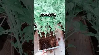 ЖИРНАЯ РАССАДА удалась. Начинаю сажать в поле