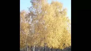 Мотив осени
